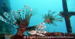 found these 2 common lionfish on the wreck of the salaman... by David Crutchley 